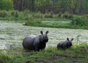 Chitwan