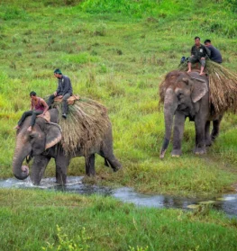 Jungle safari by local