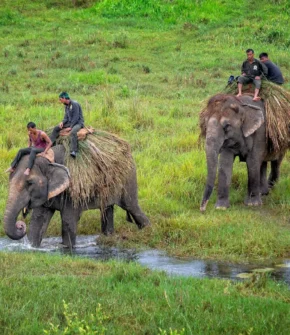 Jungle safari by local