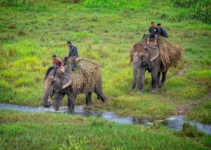 Jungle safari by local